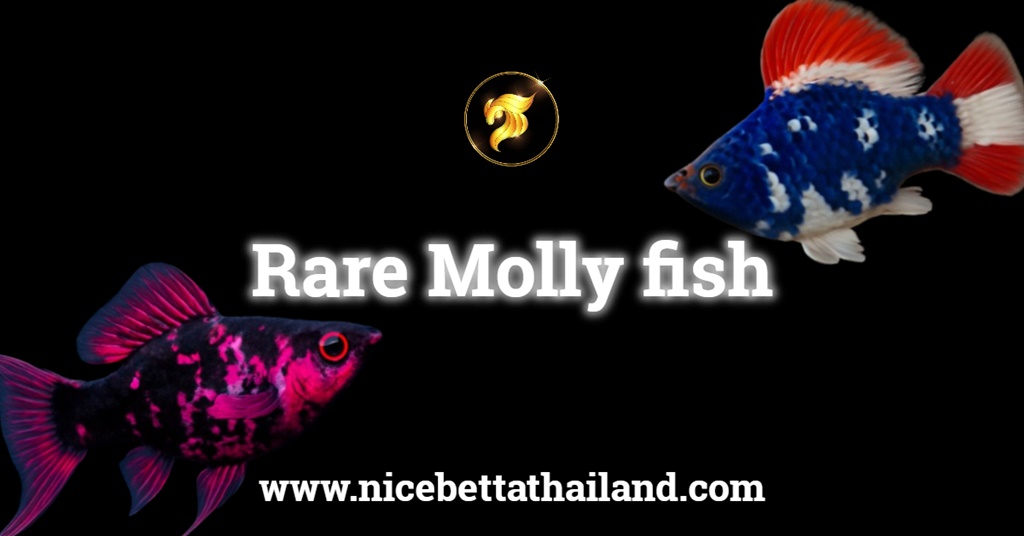 Rare molly fish for sale
