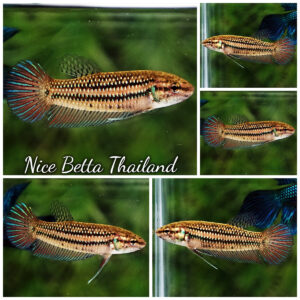 Female Wild Betta Fish Mahachainis