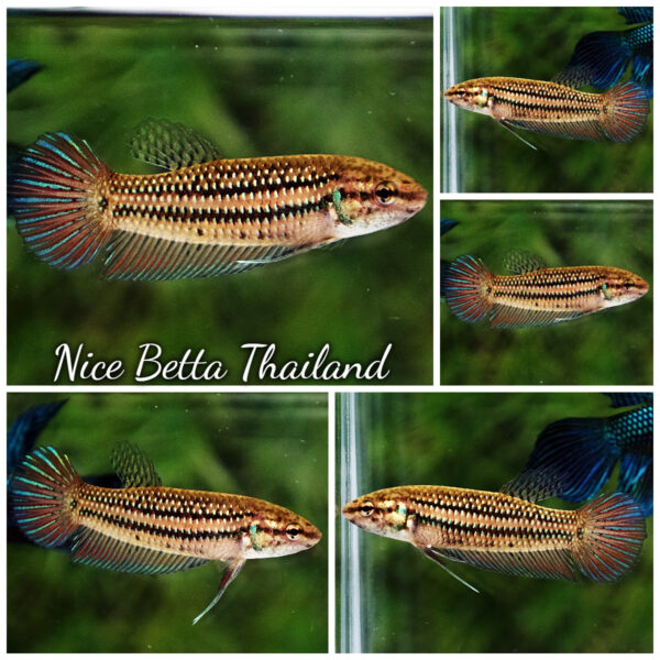 Female Wild Betta Fish Mahachainis