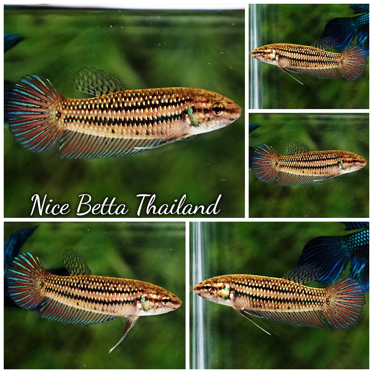 Female Wild Betta Fish Mahachainis