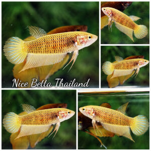 Female Wild Betta Fish Yellow Benjarong
