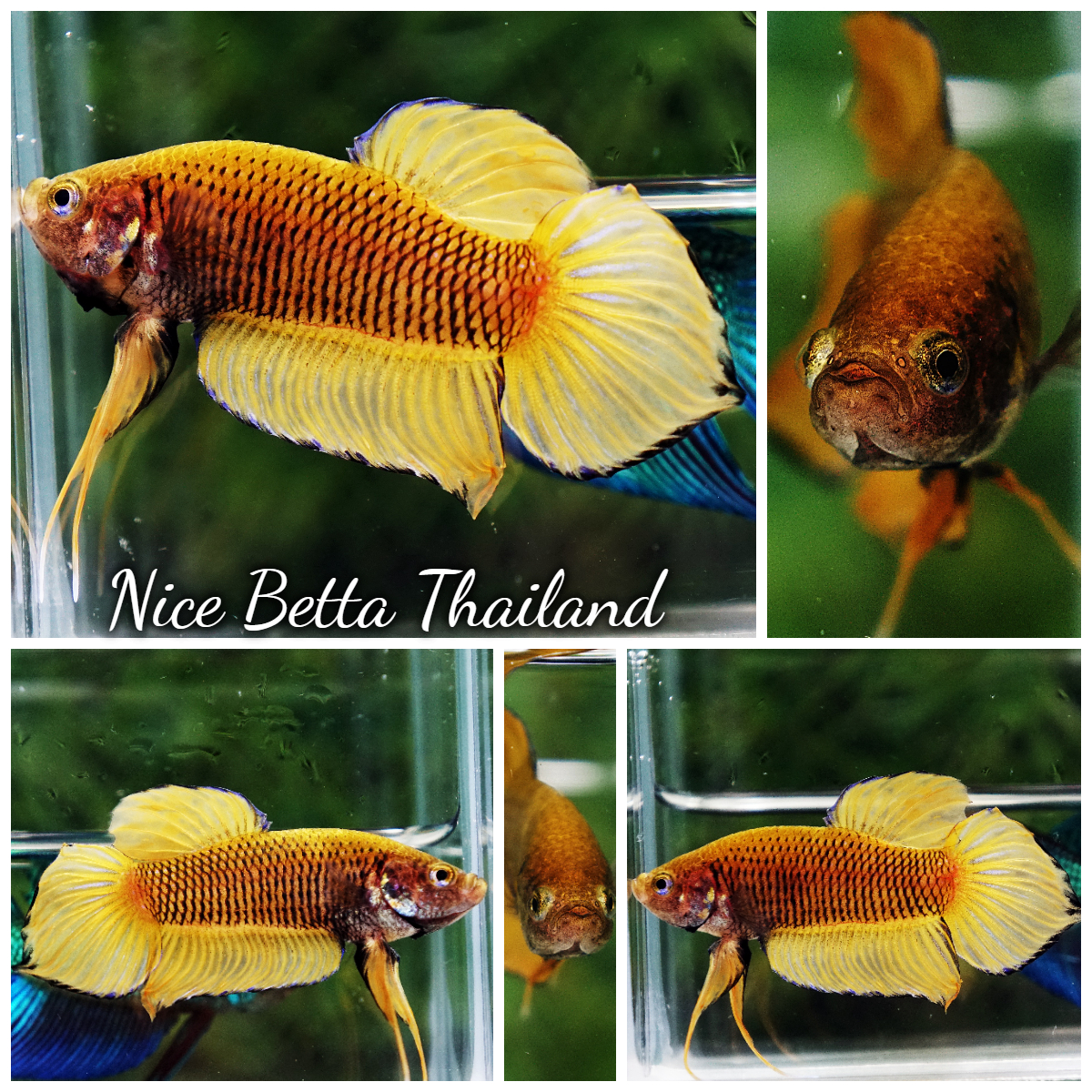 Wild Betta Fish Yellow Benjarong Spade tail