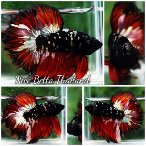 Betta Fish Vampire Copper Avatar Galaxy Rosetail HM