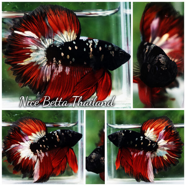 Betta Fish Vampire Copper Avatar Galaxy Rosetail HM