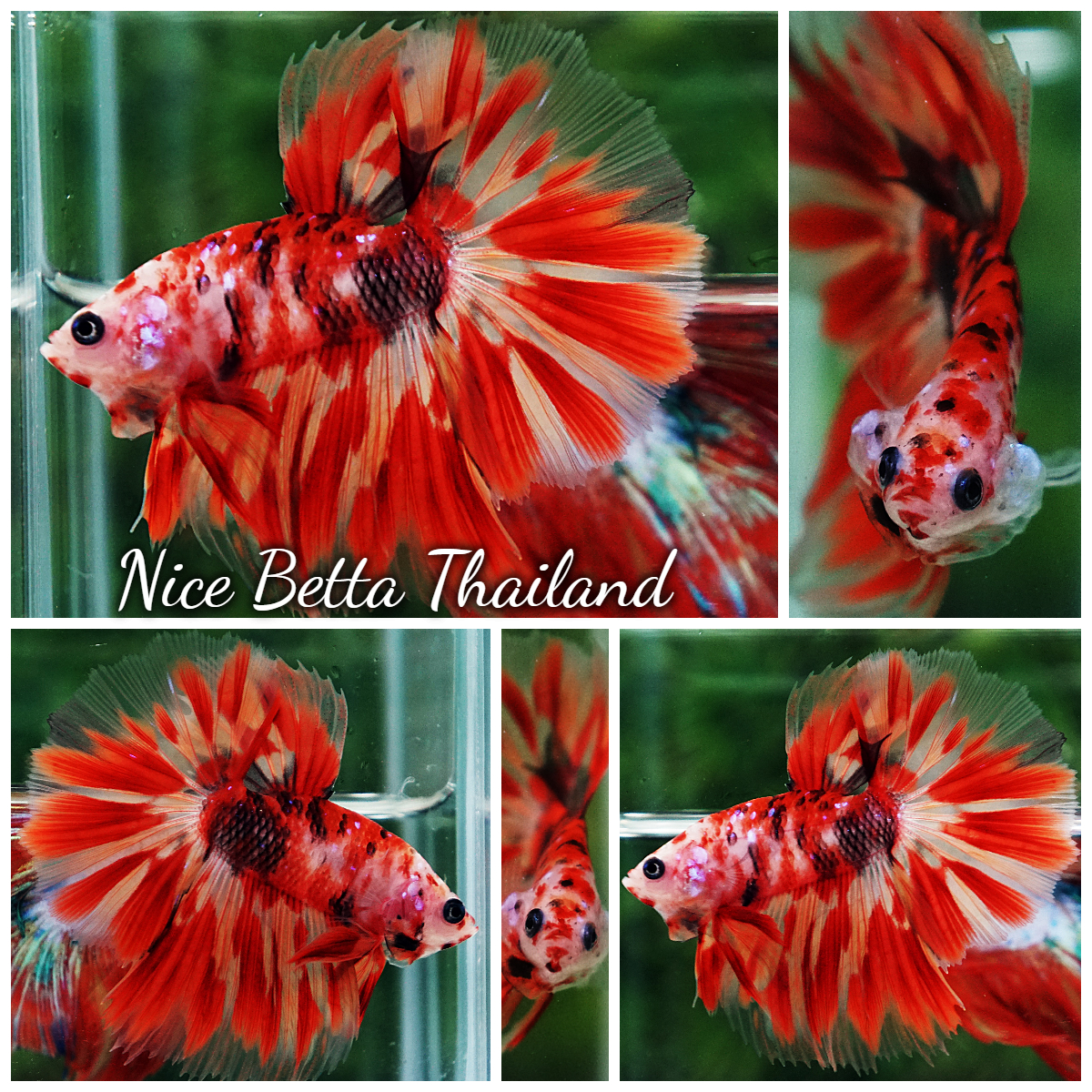Betta Fish Phloeng Bua Koi HM (Comp Grade)