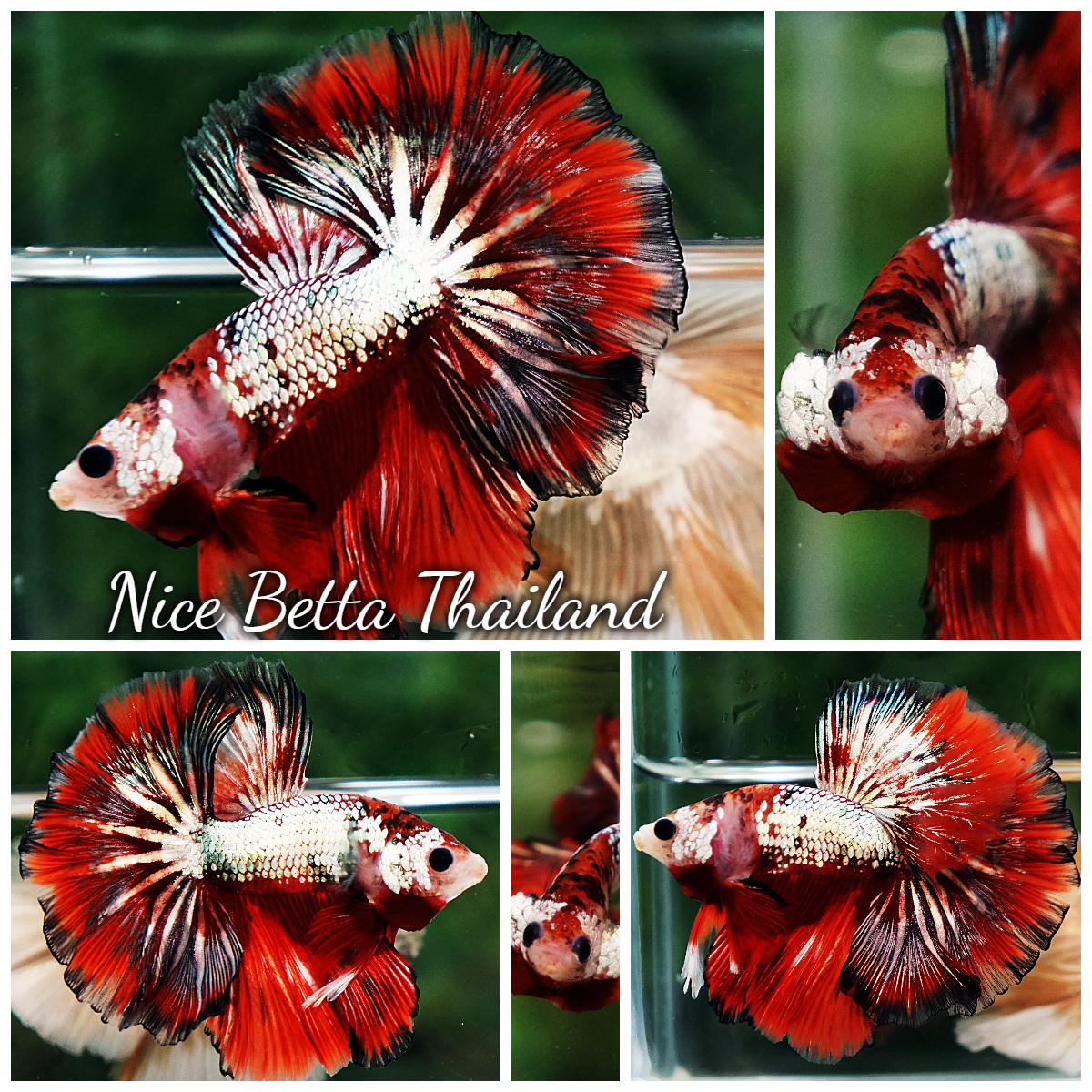 Betta Fish Ghost Ember Copper OHM