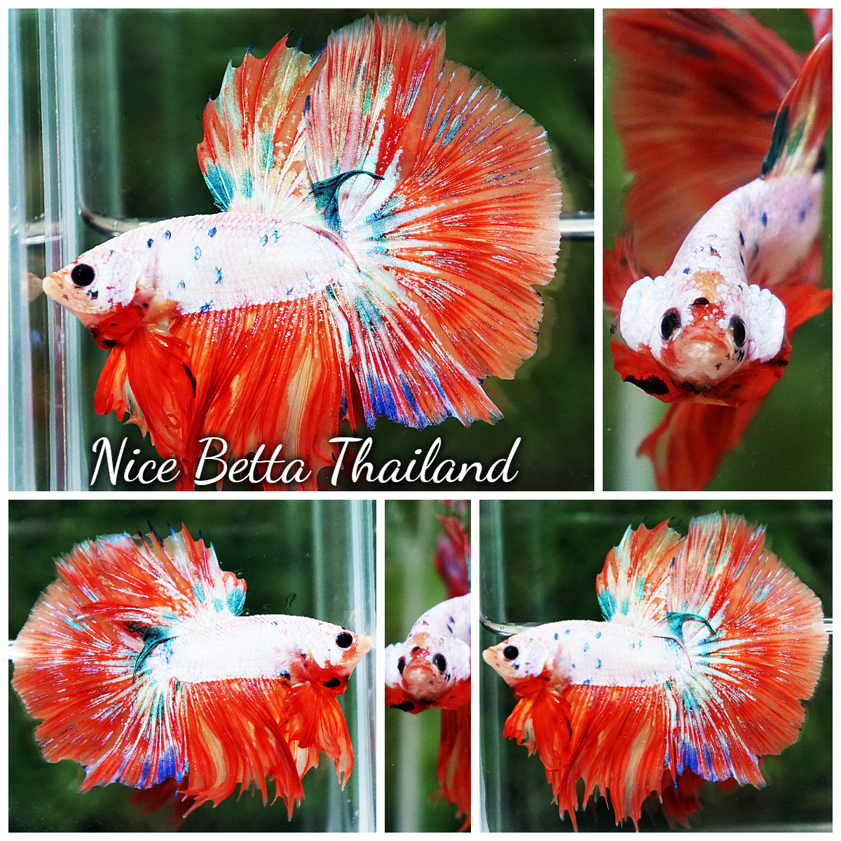 Betta Fish Flame Orange Crystals Dot HM