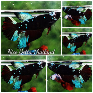 Betta Fish Female Avatar Black Sapphire HM