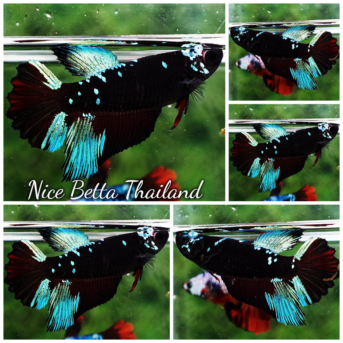Betta Fish Female Avatar Black Sapphire HM