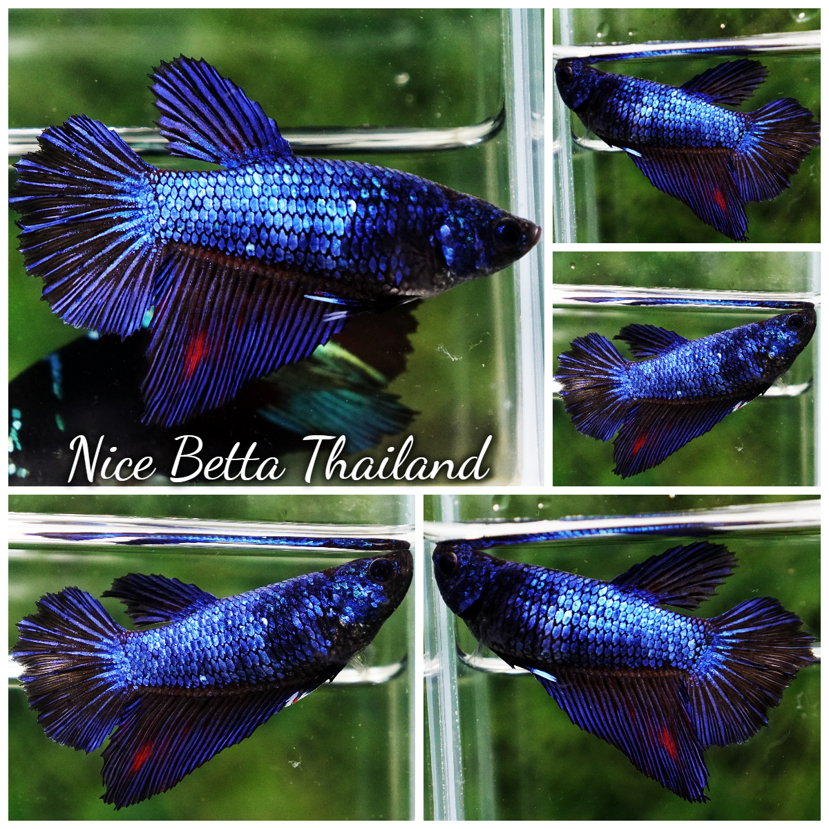 Betta Fish Female Blue Moonsteel HM