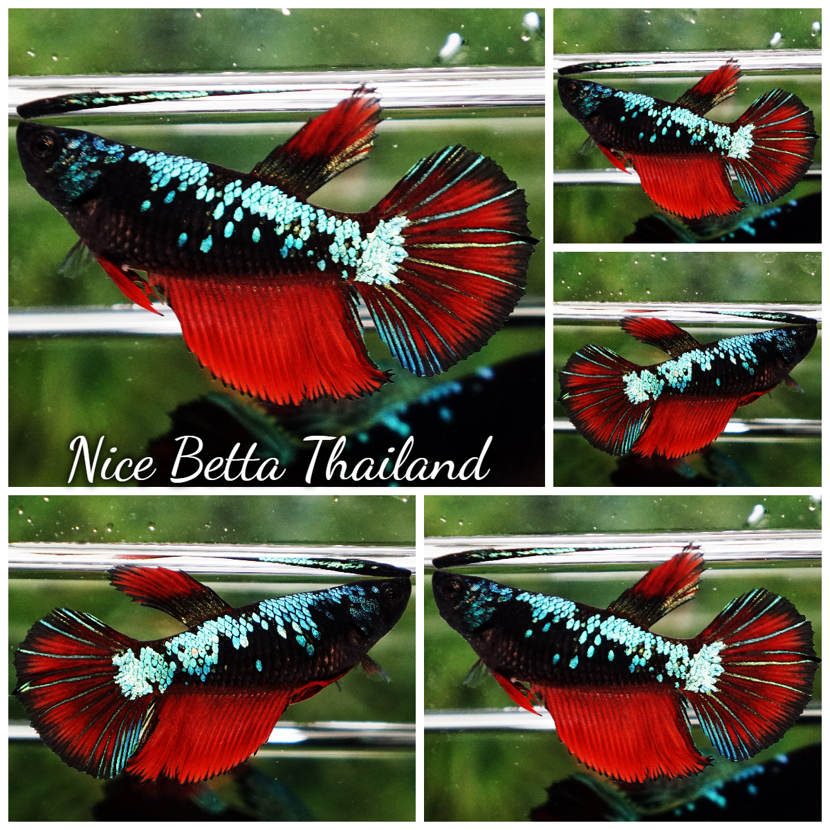 Betta Fish Female Vampire Avatar HM