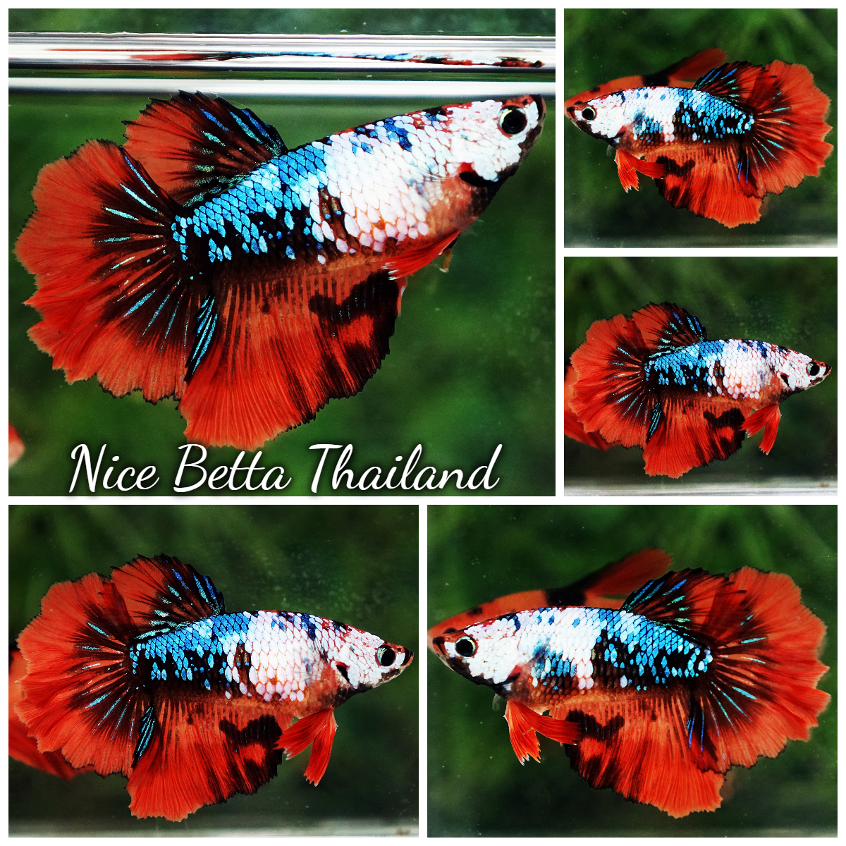 Betta Fish Female Fancy Aurora Blaze Rosetail HM
