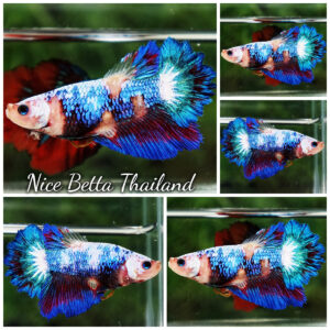 Betta Fish Female Fancy Celestial Wave Rosetail HM