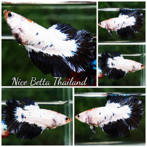 Betta Fish Female YinYang Dragon HM