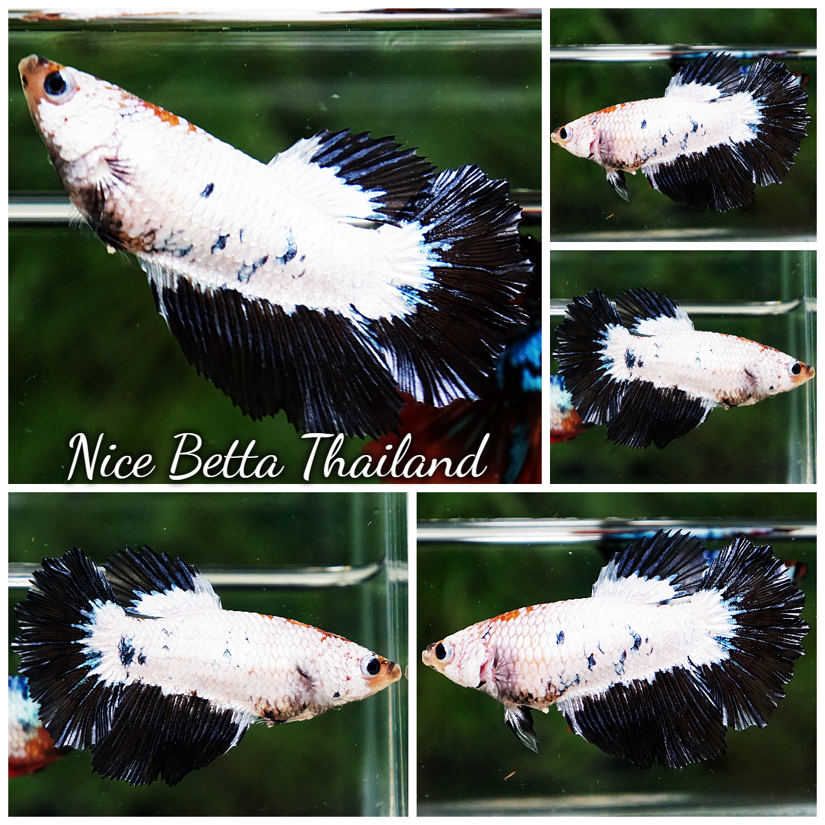 Betta Fish Female YinYang Dragon HM