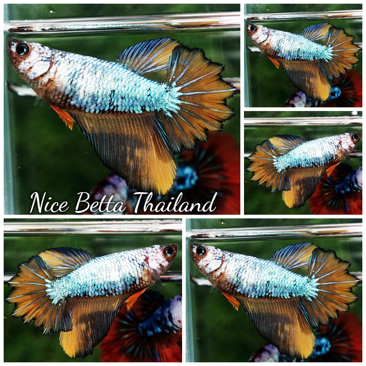 Betta Fish Female Fancy Macaw Feathertail HM
