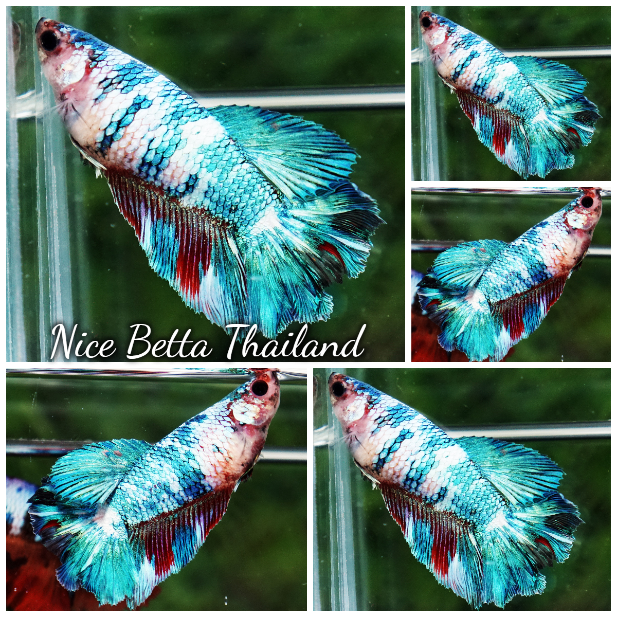 Betta Fish Female Marble Turquoise Storm HM