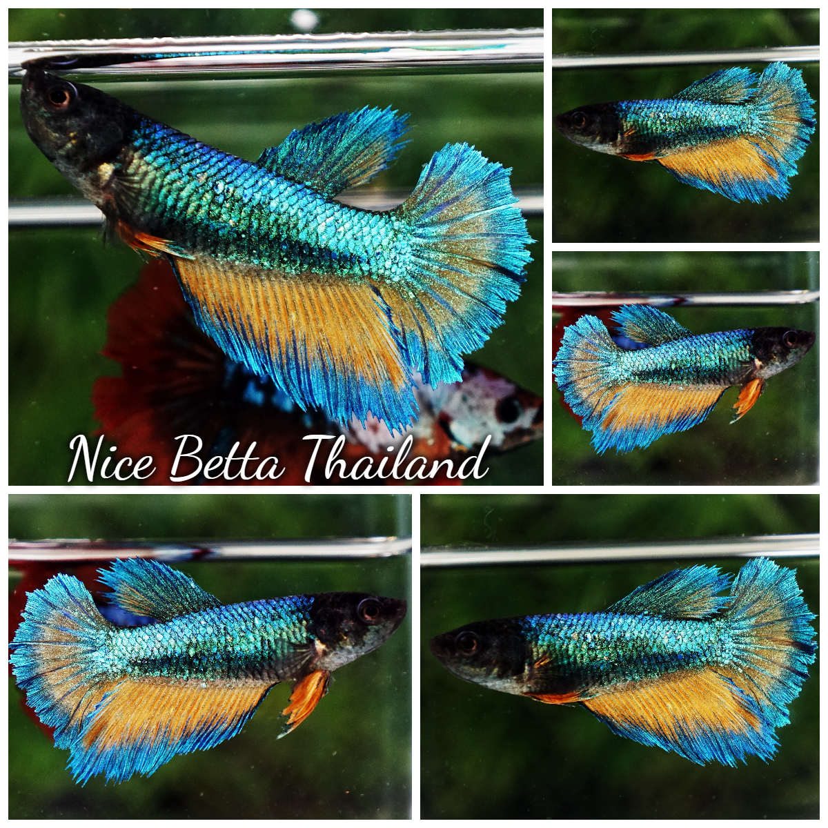 Betta Fish Female Mirage Blue Mustard Gas Butterfly HM
