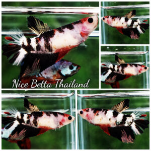 Betta Fish Female Ink Blossom Copper Koi HM