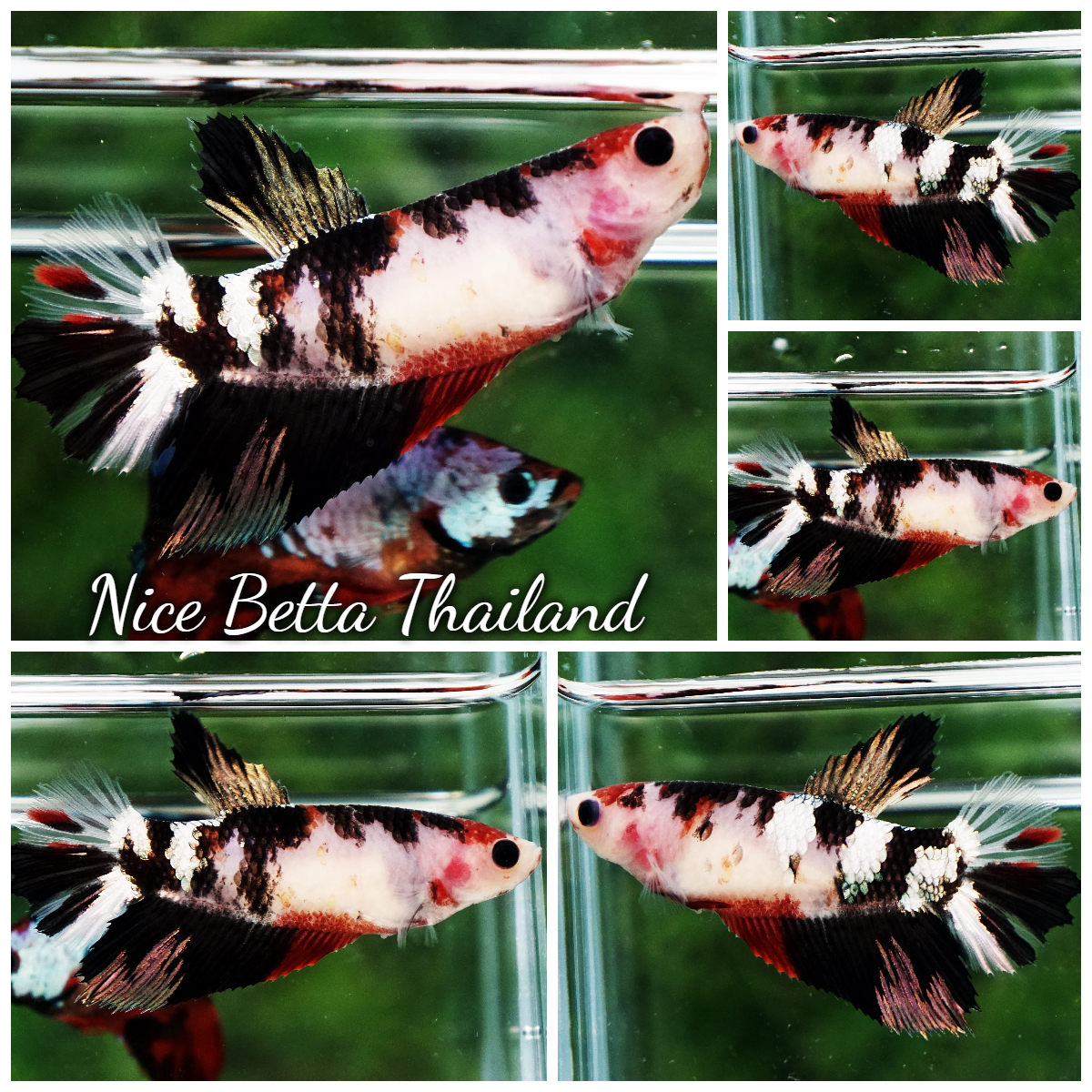 Betta Fish Female Ink Blossom Copper Koi HM