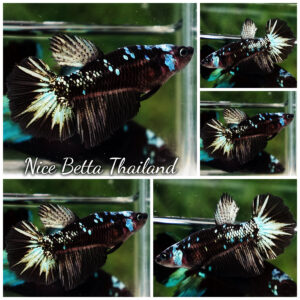 Betta Fish Female Obsidian Spark Avatar HM