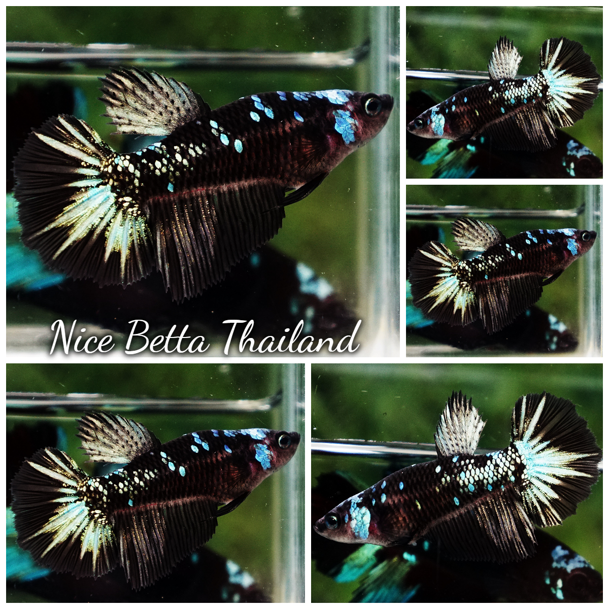 Betta Fish Female Obsidian Spark Avatar HM