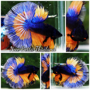 Betta Fish Mirage Blue Mustard Gas Black Ring OHM