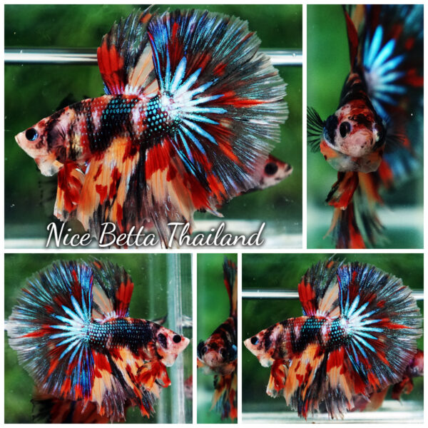 Betta Fish Blazing Siam Peacock Hawk OHM