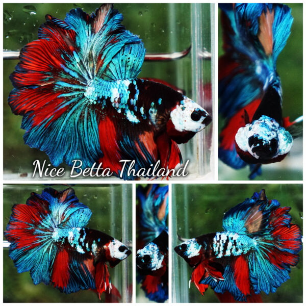 Betta Fish Thunder warrior Black Scaft White Helmet Feathertail OHM