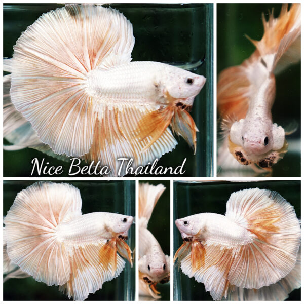 Betta Fish Golden Mist Dragon Hawk OHM