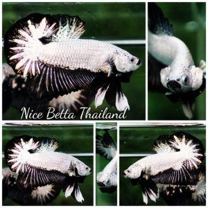 Betta Fish Black Dragon Moonshadow OHMPK