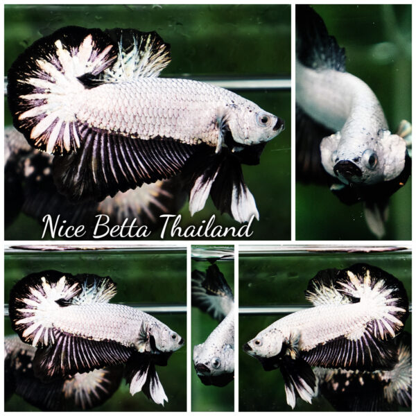 Betta Fish Black Dragon Moonshadow OHMPK