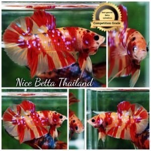 Betta Fish Fire Blossom Star Koi HMPK (Competiton Grade)