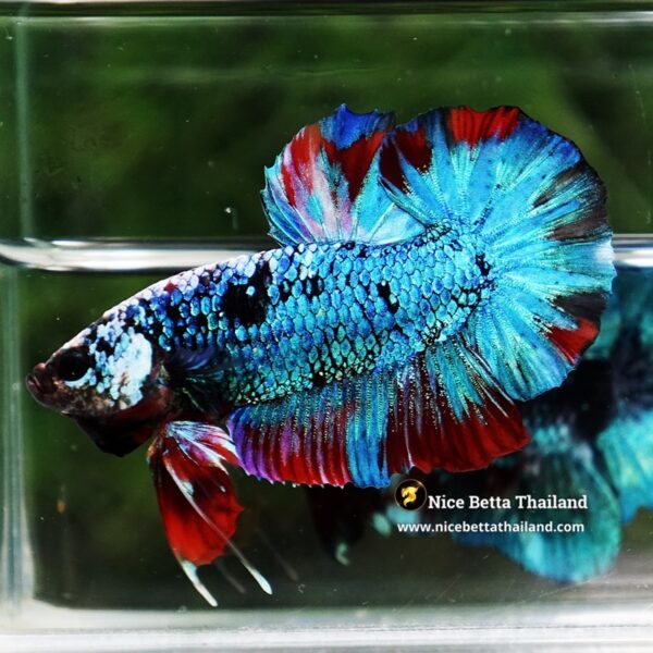 Betta Fish Fancy Stormscale Emperor OHMPK - Image 5