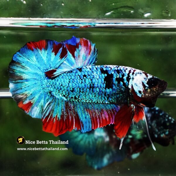 Betta Fish Fancy Stormscale Emperor OHMPK - Image 6