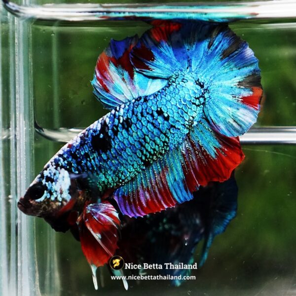 Betta Fish Fancy Stormscale Emperor OHMPK - Image 7