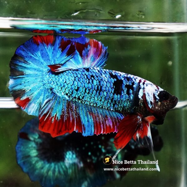 Betta Fish Fancy Stormscale Emperor OHMPK - Image 4