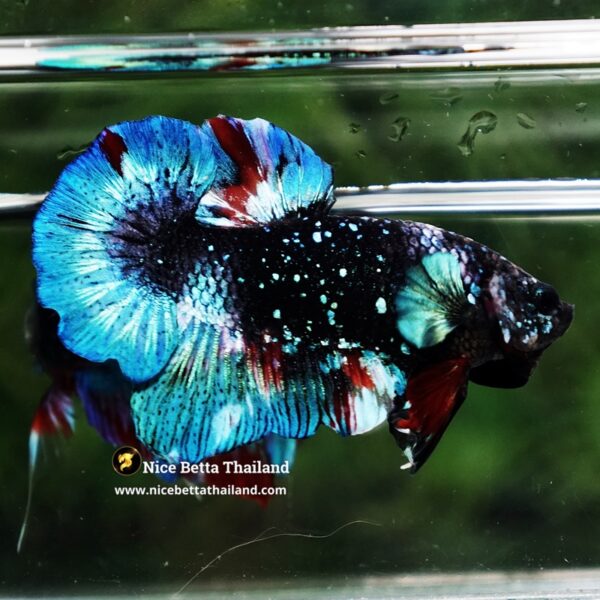 Betta Fish Black Ice Nebula Avatar OHMPK - Image 3