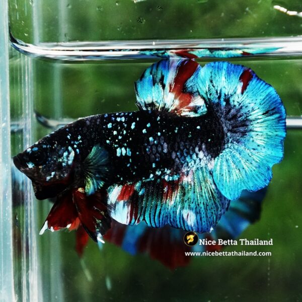 Betta Fish Black Ice Nebula Avatar OHMPK - Image 4