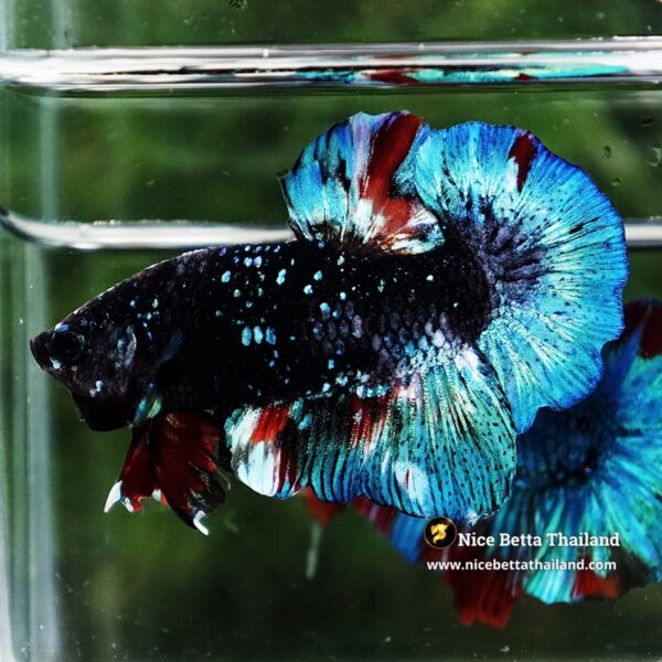 Betta Fish Black Ice Nebula Avatar OHMPK - Image 6