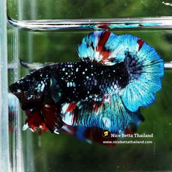 Betta Fish Black Ice Nebula Avatar OHMPK - Image 2