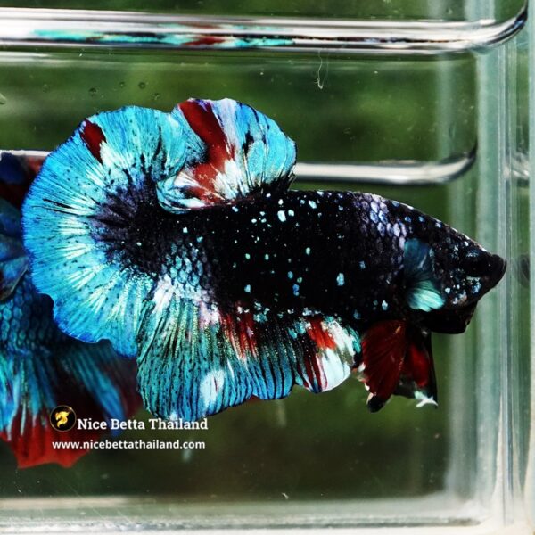 Betta Fish Black Ice Nebula Avatar OHMPK - Image 5