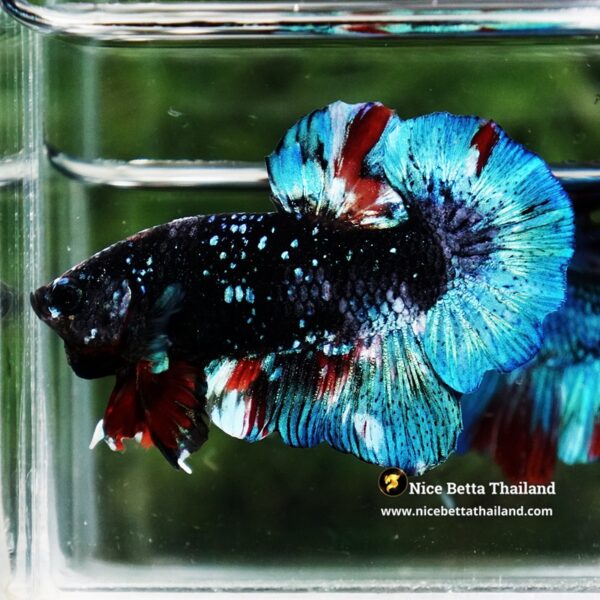 Betta Fish Black Ice Nebula Avatar OHMPK - Image 7