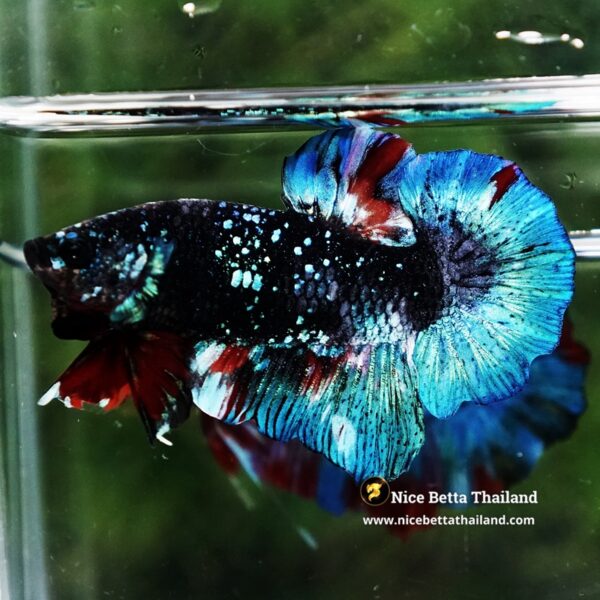 Betta Fish Black Ice Nebula Avatar OHMPK - Image 8