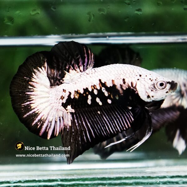 Betta Fish Nightfall Nova Samurai HMPK - Image 5