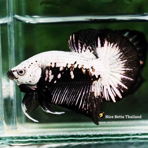 Betta Fish Nightfall Nova Samurai HMPK - Image 4