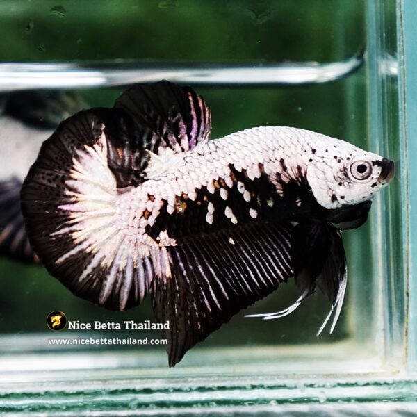 Betta Fish Nightfall Nova Samurai HMPK - Image 3