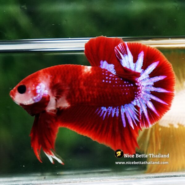 Betta Fish Red Rudy Hell Boy Star Koi OHMPK - Image 5