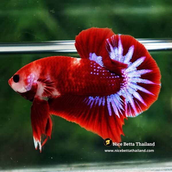 Betta Fish Red Rudy Hell Boy Star Koi OHMPK - Image 3