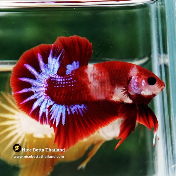 Betta Fish Red Rudy Hell Boy Star Koi OHMPK - Image 4